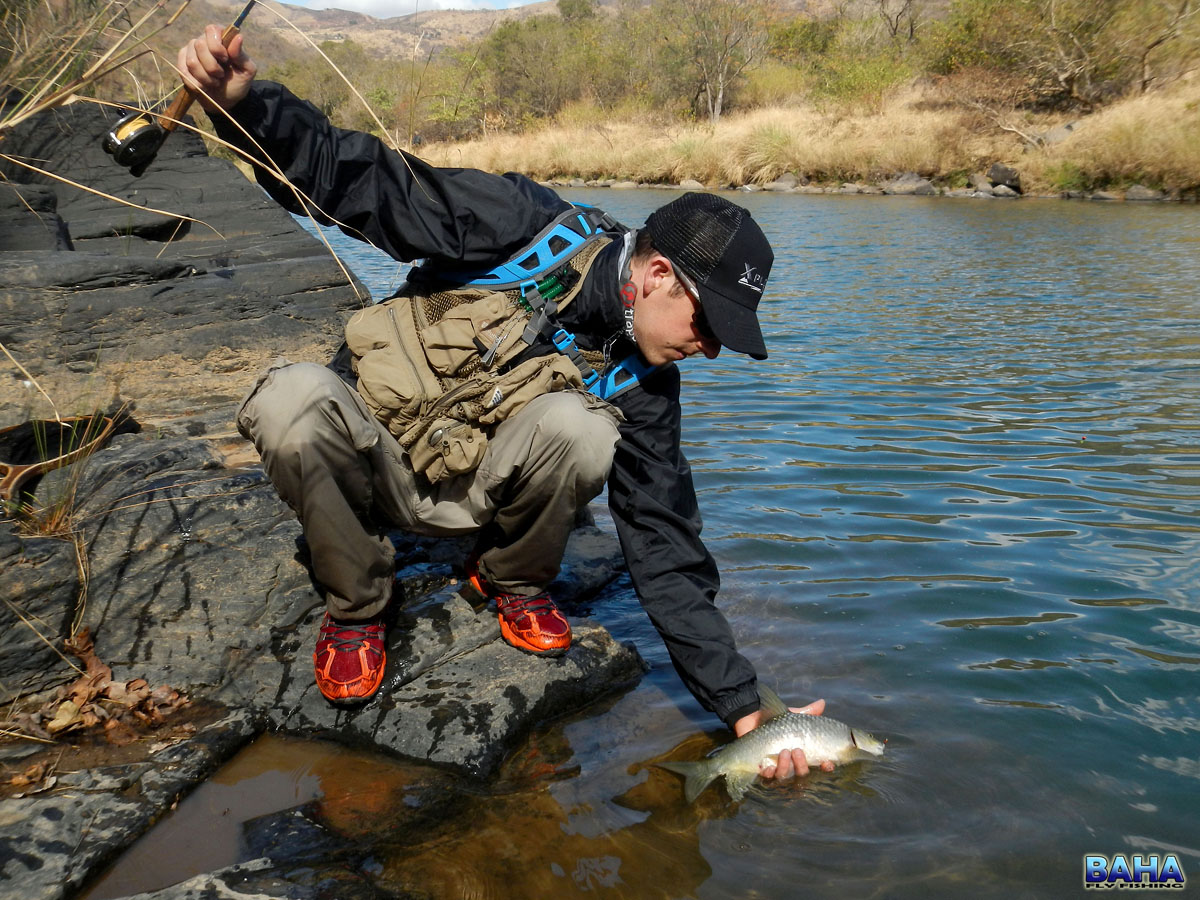 Releasing a decent Natal Scaly