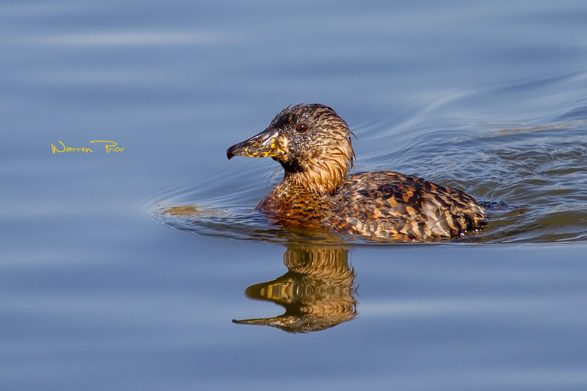 A white-backed duck at Tala