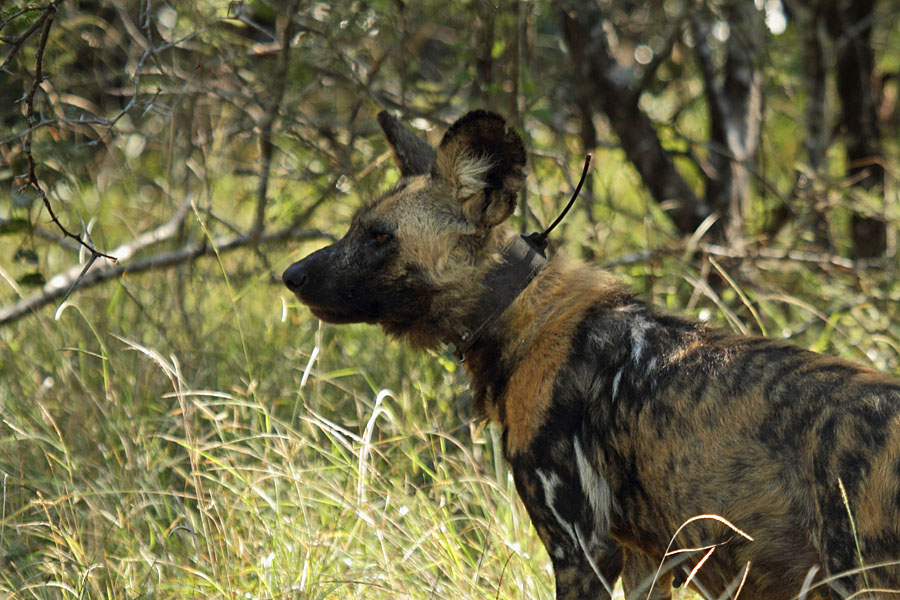 African wild dog at Mkhuze