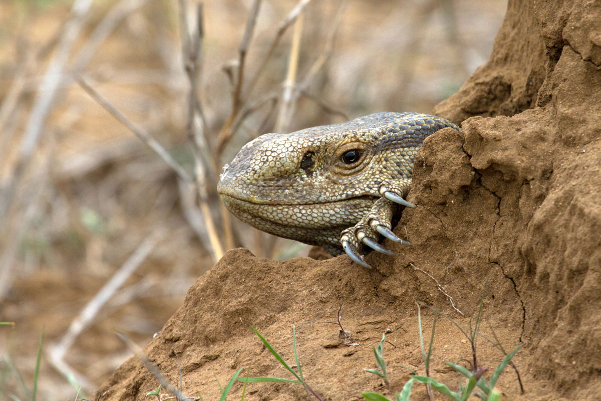 A rock monitor at iMfolozi