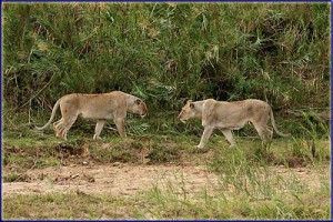 Lionesses On Sontuli Loop