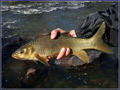 Natal Yellowfish