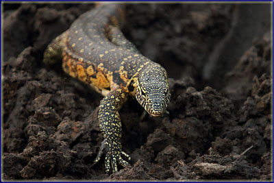 Water Monitor