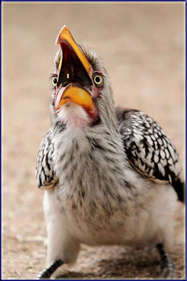 Yellow Billed Hornbill Begging
